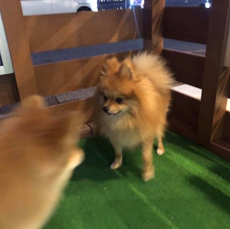 嫌われる犬漫画7