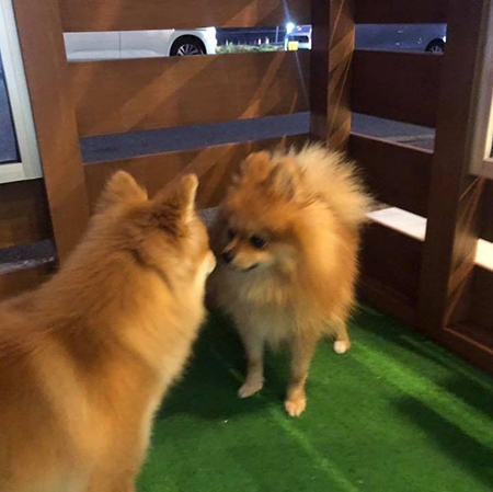 嫌われる犬漫画8