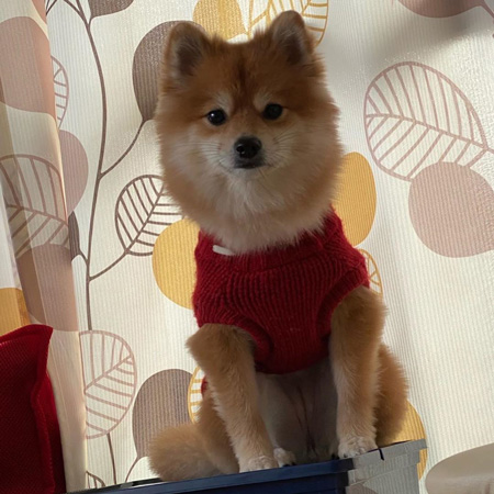 綿棒っぽいわんこ