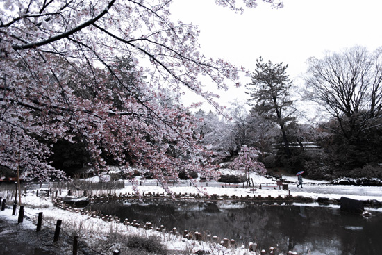 雪中桜