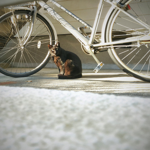 自転車と猫ちゃん