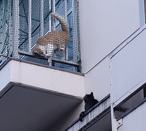 ロミオとジュリエット2枚目アップ