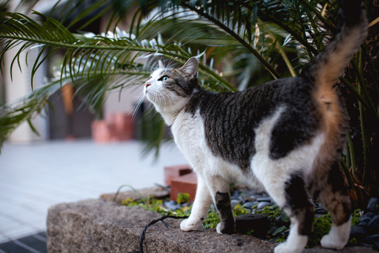 見上げる猫ちゃん