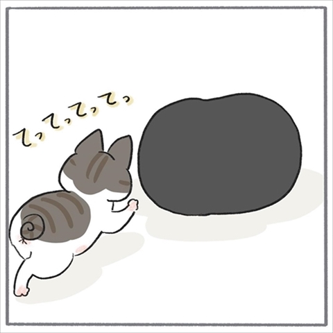 猫のくろもさん