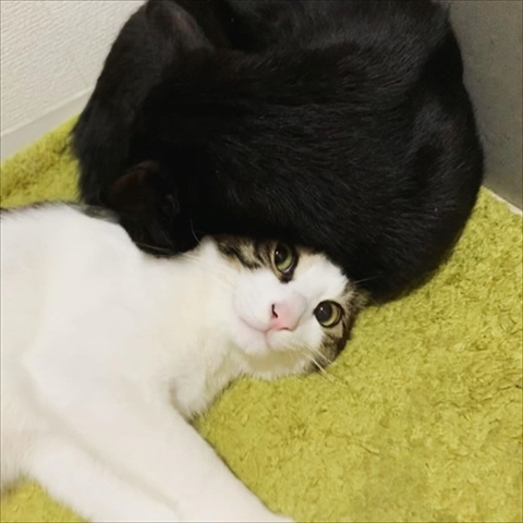 猫のくろもさん