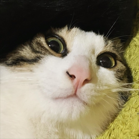 猫のくろもさん