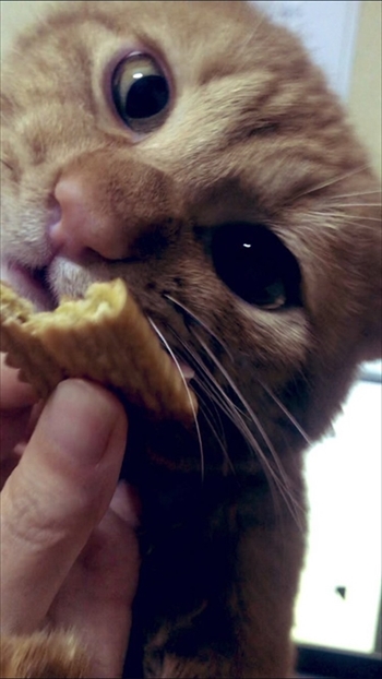 虫が怖かった猫ちゃん