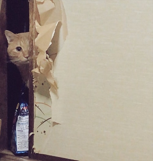 虫が怖かった猫ちゃん