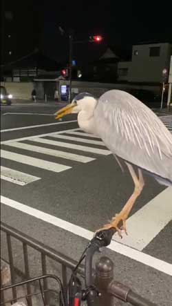 アオサギ 自転車 ハンドル 止まる 間近 京都