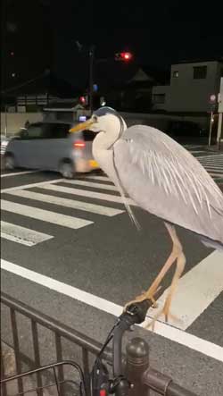 アオサギ 自転車 ハンドル 止まる 間近 京都