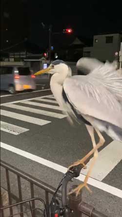 アオサギ 自転車 ハンドル 止まる 間近 京都
