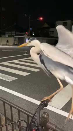 アオサギ 自転車 ハンドル 止まる 間近 京都