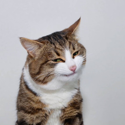 多彩な表情のネコちゃん