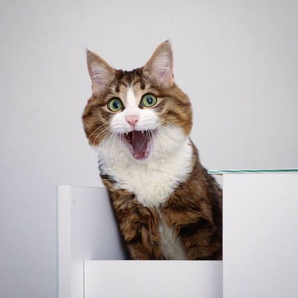 多彩な表情のネコちゃん