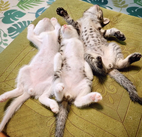 猫