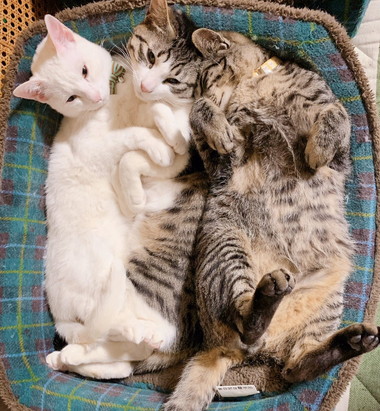 ぴったりくっついてすやすや