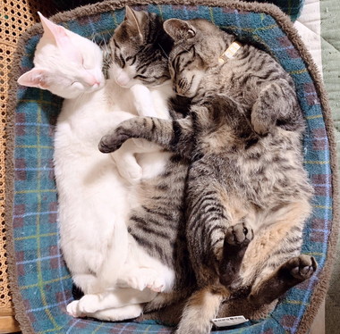 ぴったりくっついてすやすや