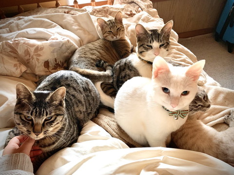 朝日を浴びるネコちゃんたち