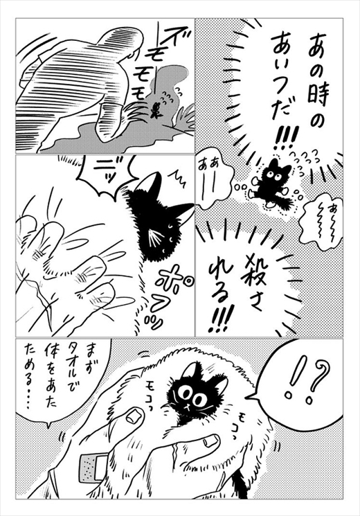 生まれ変わって猫になった話