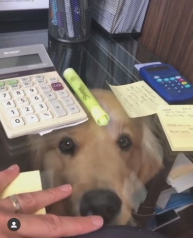 在宅勤務でわんこ