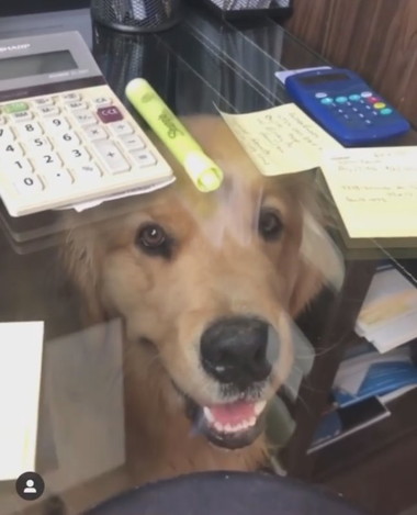 在宅勤務でわんこ