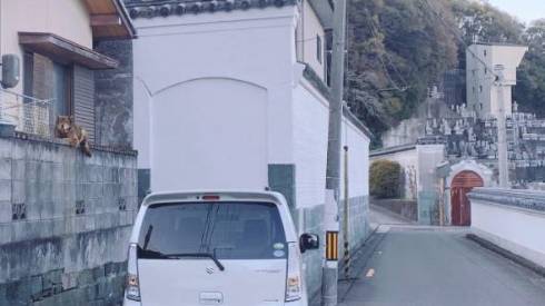 塀の上 イヌ