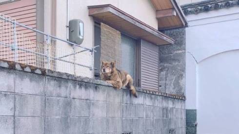 塀の上 イヌ