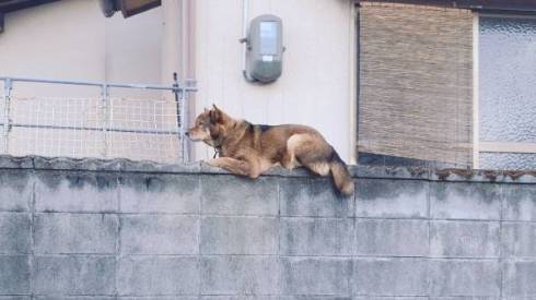 塀の上 イヌ