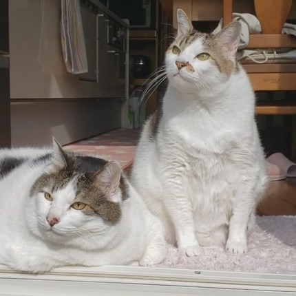 貫禄たっぷりにゃんこ