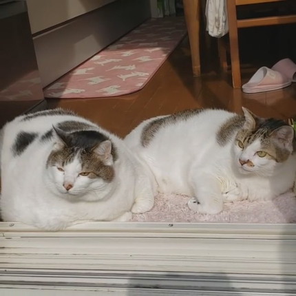 貫禄たっぷりにゃんこ