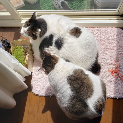 貫禄たっぷりにゃんこ