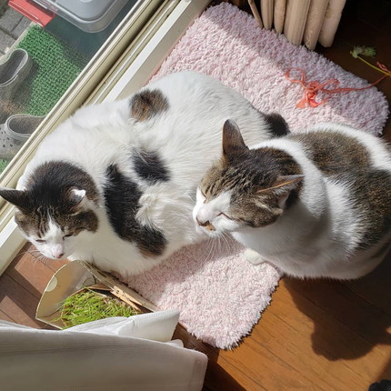 貫禄たっぷりにゃんこ