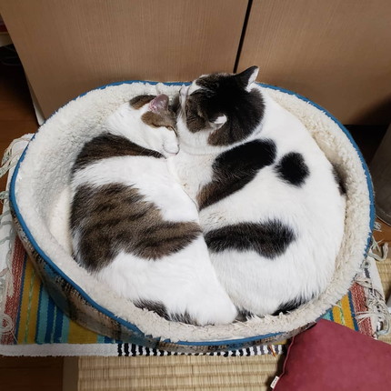 貫禄たっぷりにゃんこ