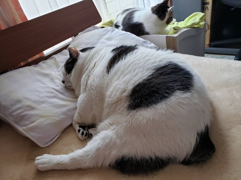 貫禄たっぷりにゃんこ