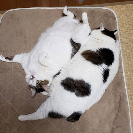 貫禄たっぷりにゃんこ