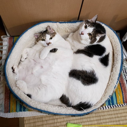 貫禄たっぷりにゃんこ