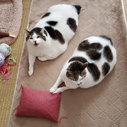 貫禄たっぷりにゃんこ