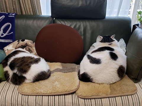 貫禄たっぷりにゃんこ