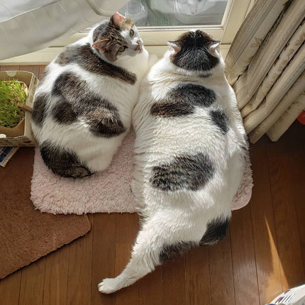 貫禄たっぷりにゃんこ