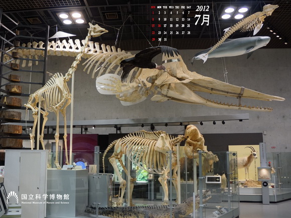 国立科学博物館