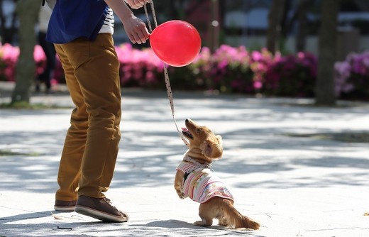 ペット手帳 犬 首輪