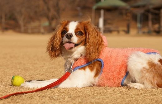 ペット手帳 犬 首輪