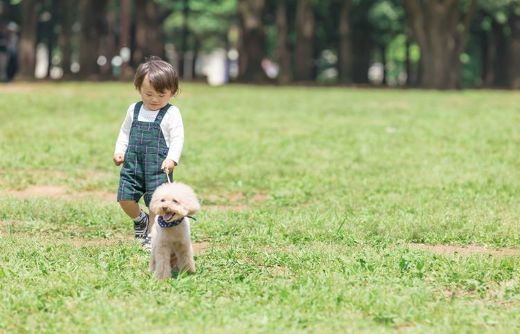 ペット手帳 犬 首輪