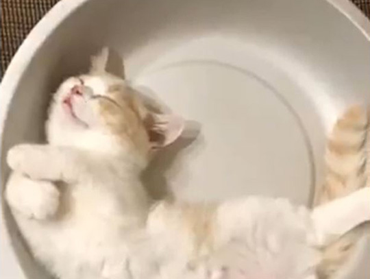 鍋ねこ