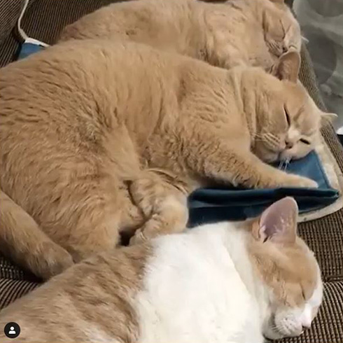 みかんとじろうさんち