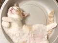 「居心地がいいニャ〜」　お鍋の中でぐっすり眠る猫ちゃん　お腹丸見えな姿がいとおしい