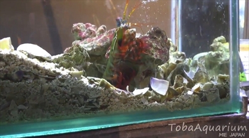 モンハナジャコ