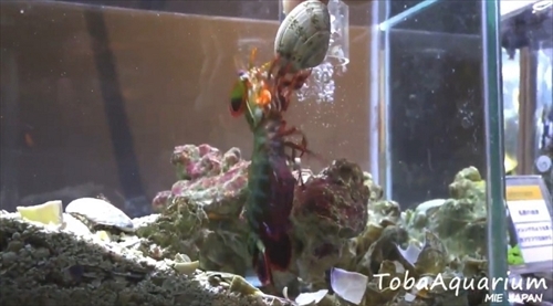 鳥羽水族館モンハナジャコ