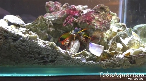 鳥羽水族館モンハナジャコ