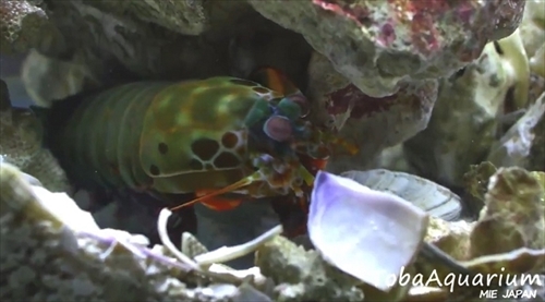 鳥羽水族館モンハナジャコ